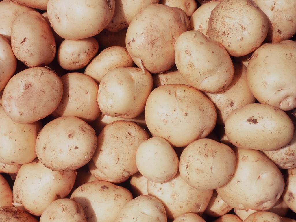 Картофель санте: описание сорта, фото, характеристика, вкусовые качества русский фермер