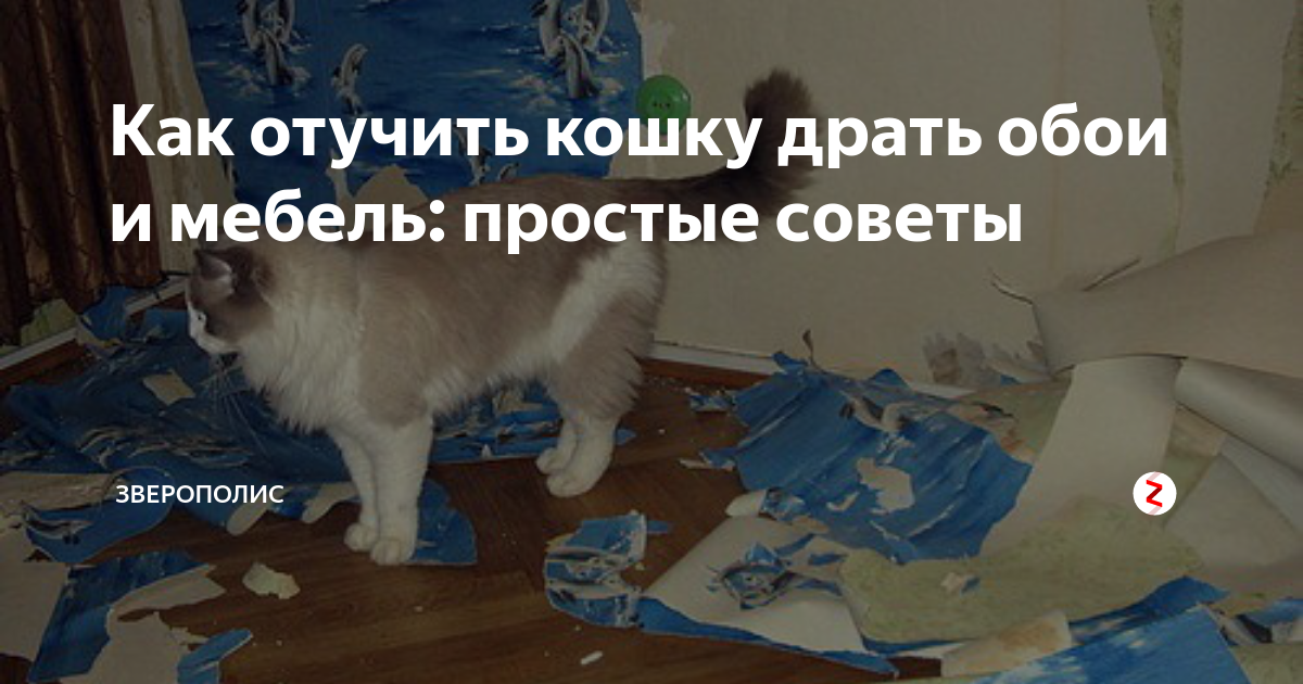 Как отучить кошку драть обои и мебель: советы для хозяина