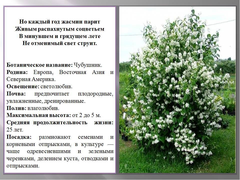 Чем пахнет земляничный жасмин (чубушник) и как его выращивать - сибирский сад