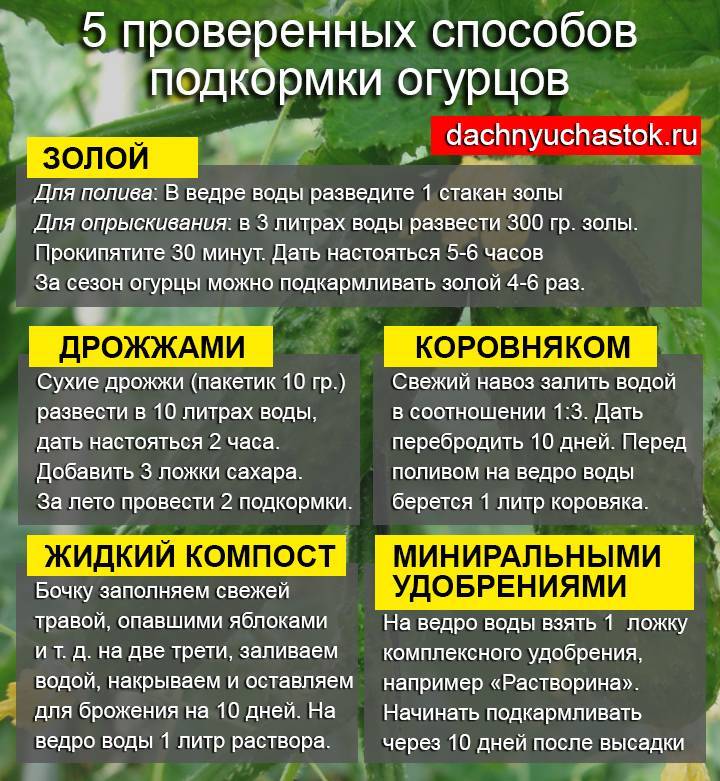 Подкормка томатов: когда и чем подкармливать помидоры