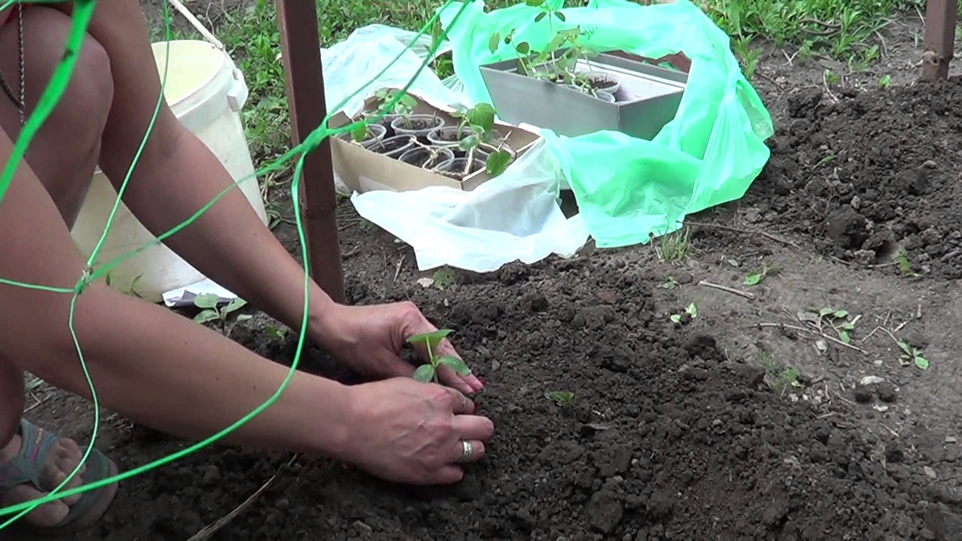 Как посадить огурцы в теплице правильно — как правильно сажать огурцы в теплице — про огород