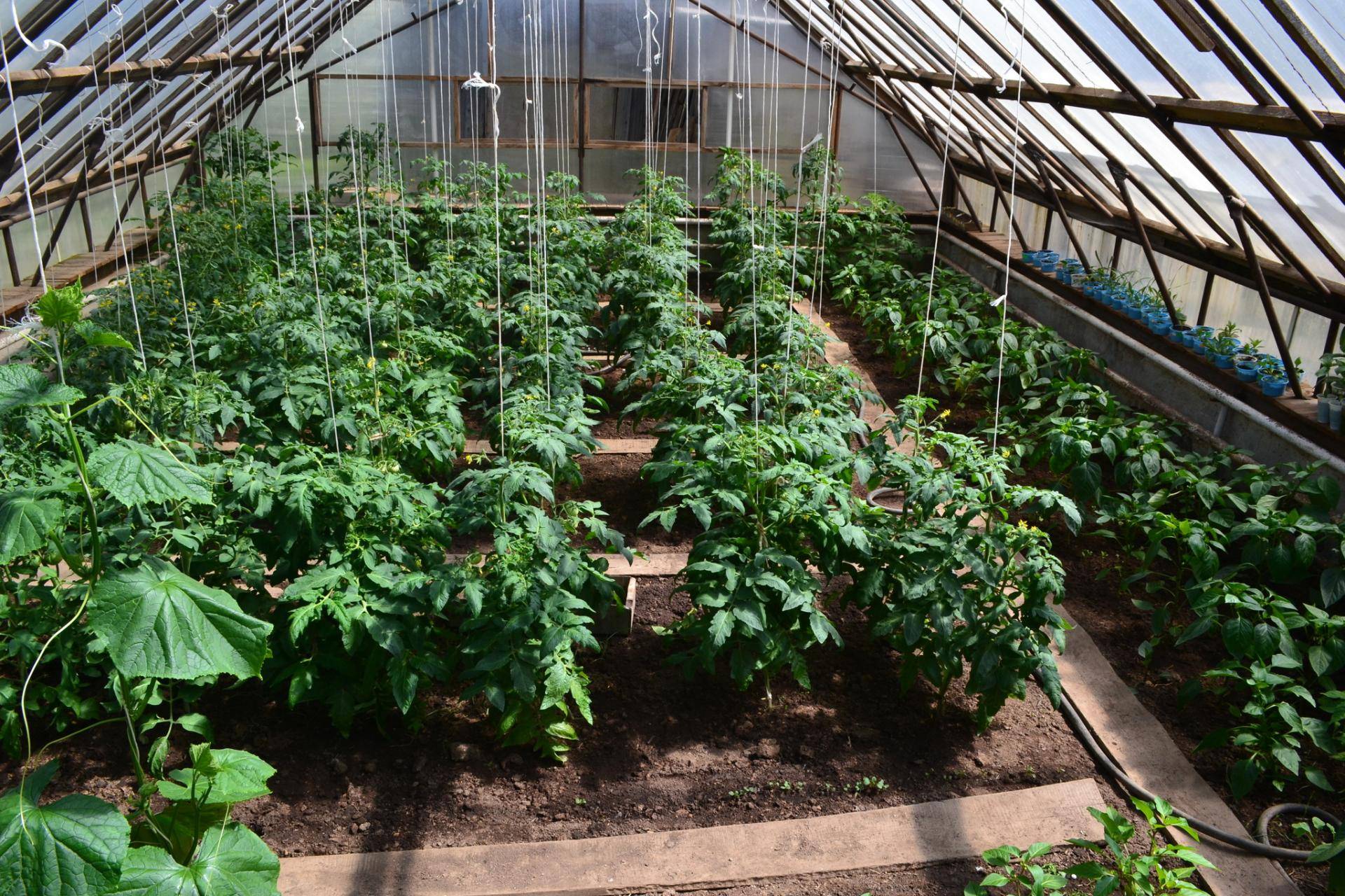 Возможно выращивание огурцов и помидоров в одной теплице?