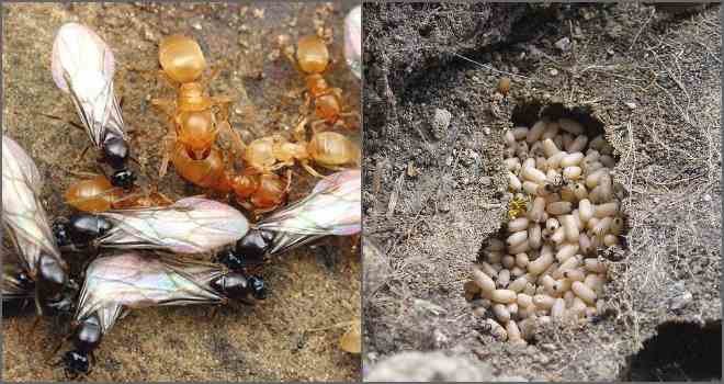 Борьба с муравьями на участке / асиенда.ру