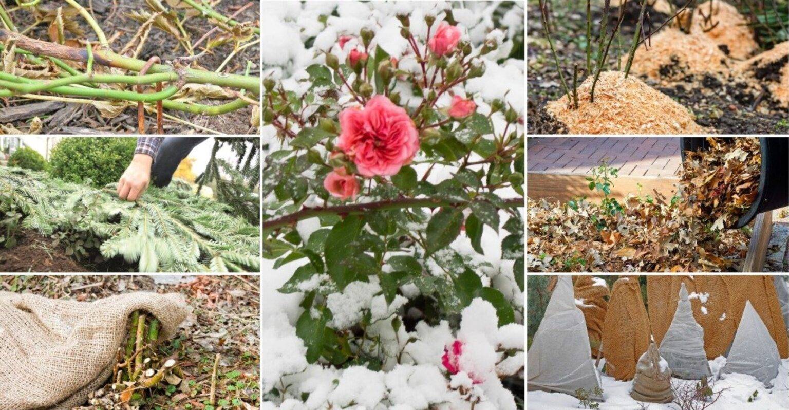 Розы укрытие на зиму и обрезка | сад и огород
розы укрытие на зиму и обрезка | сад и огород