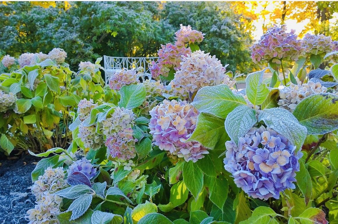 Древовидная гортензия (60 фото): сорта, уход и выращивание