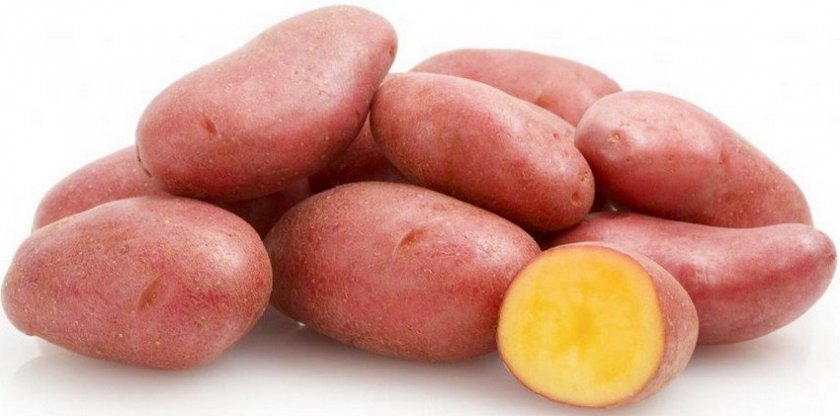 Сорт картофеля красавчик характеристика отзывы фото