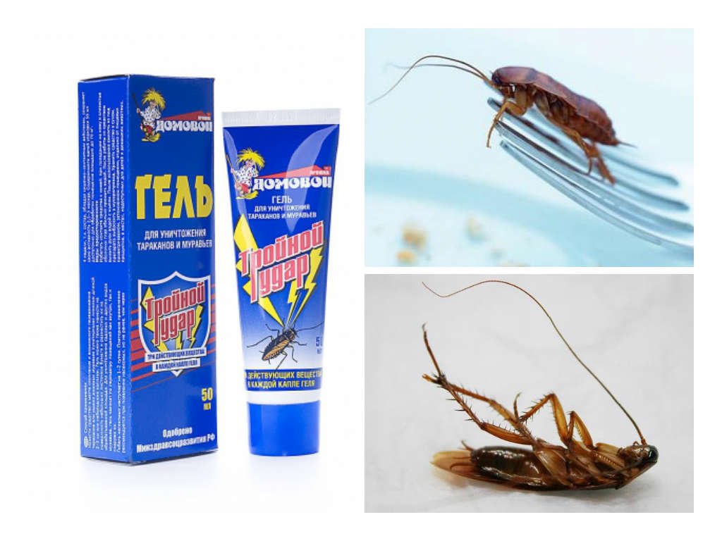 Как вывести тараканов в квартире навсегда – химические и народные средства