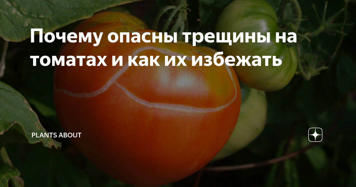 Почему трескаются помидоры при созревании в открытом грунте и теплице: что делать, советы