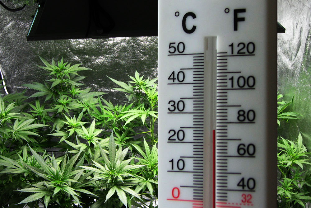 идеальная температура для выращивания марихуаны