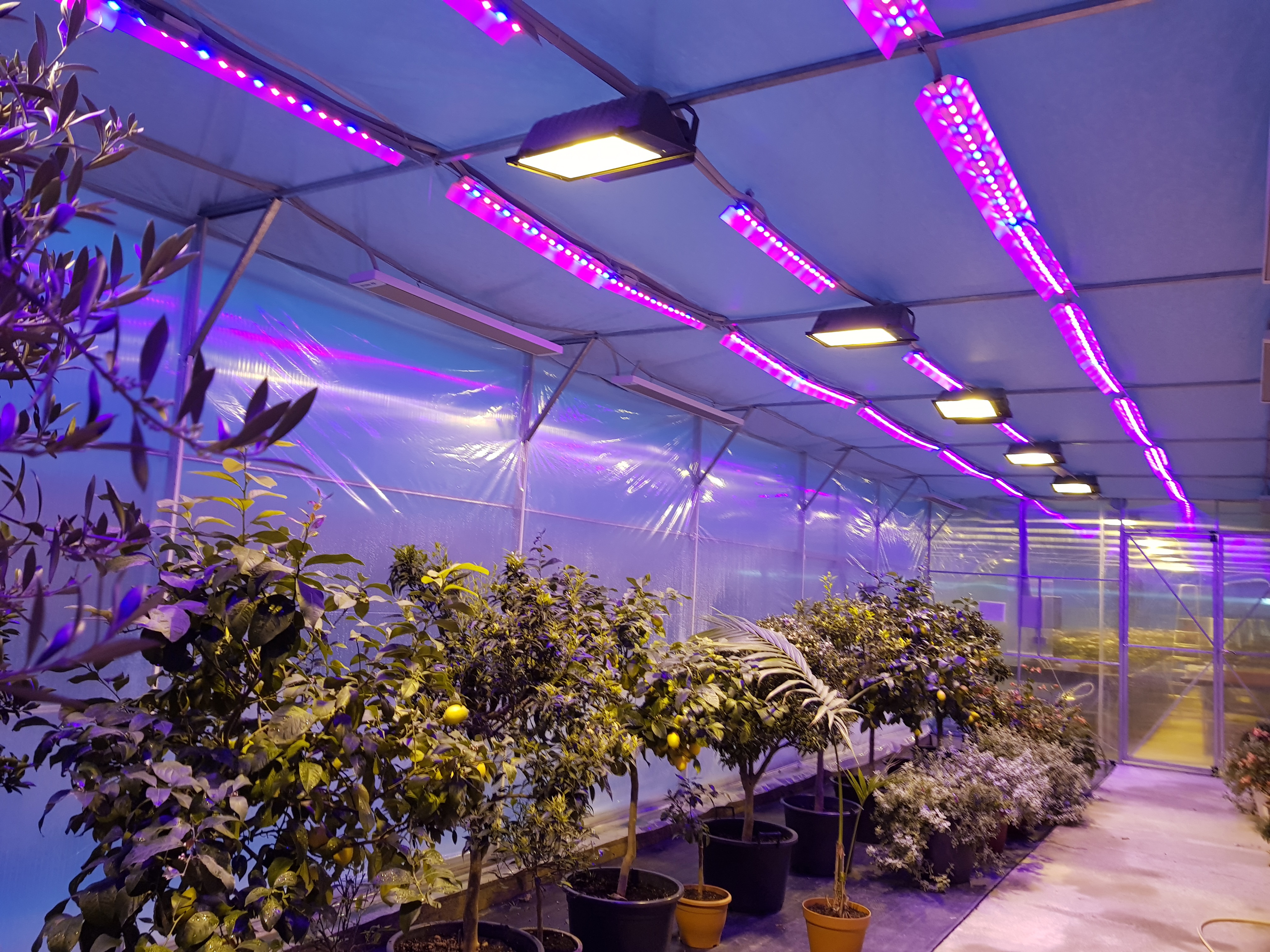 Какие светодиодные лампы для рассады. Лампа General 6500k 40 Вт для досвечивания рассады. Фитолампа - светильник для растений и рассады 600мм (glf1-600-8bt-Fito). Фитолампа фотосинтез-15 для подсвечивания растений. ЛДС лампы для растений.