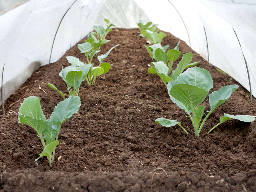 Выращивание рассады капусты в теплице для супер урожая