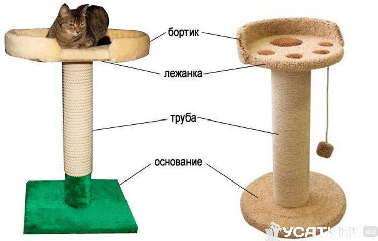 Проект когтеточка 6 класс