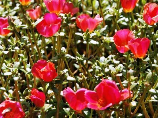 Портулак - посадка и уход, фото сортов, свойства