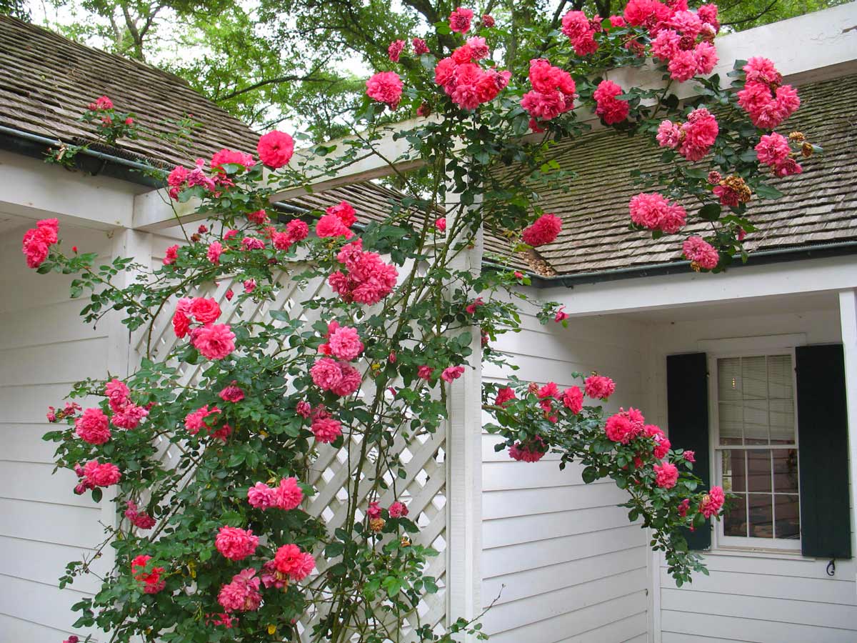 розы плетистые сорта зимостойкие фото