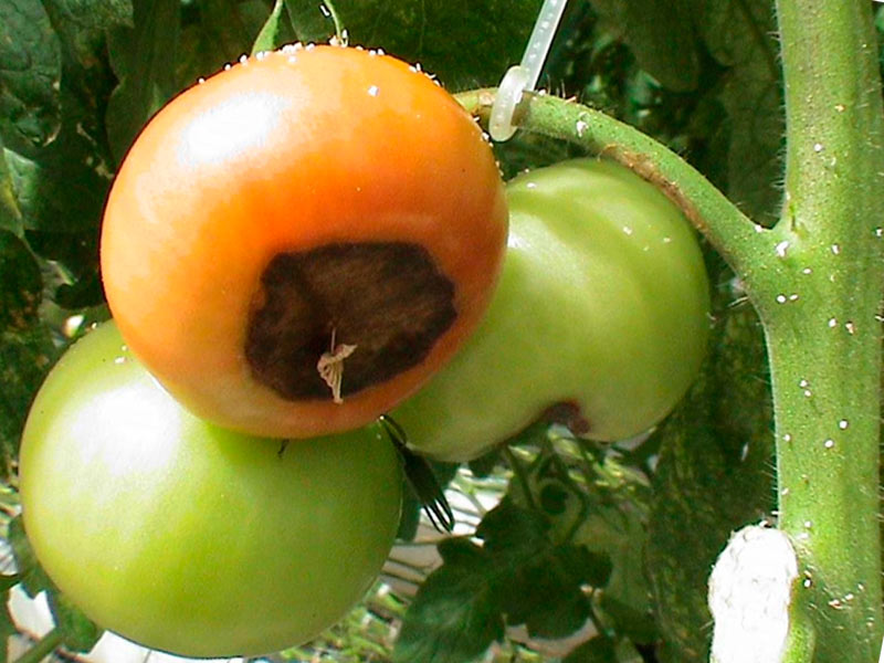 Чем опасна вершинная гниль томатов в теплице и 4 признака заболевания