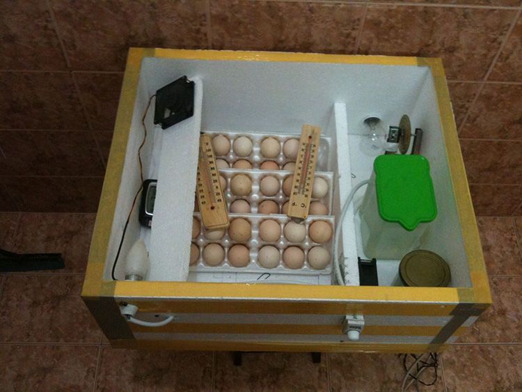 Как сделать инкубатор для яиц своими руками в домашних условиях (10 фото)