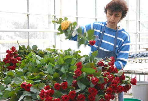 Выращивание роз в теплицах: рентабельность до 300%