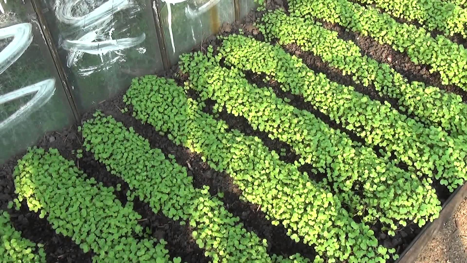 Посадка сидератов весной под картофель или помидоры