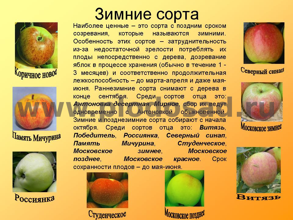 Лучшие сорта яблонь для различных регионов. описание, фото — ботаничка