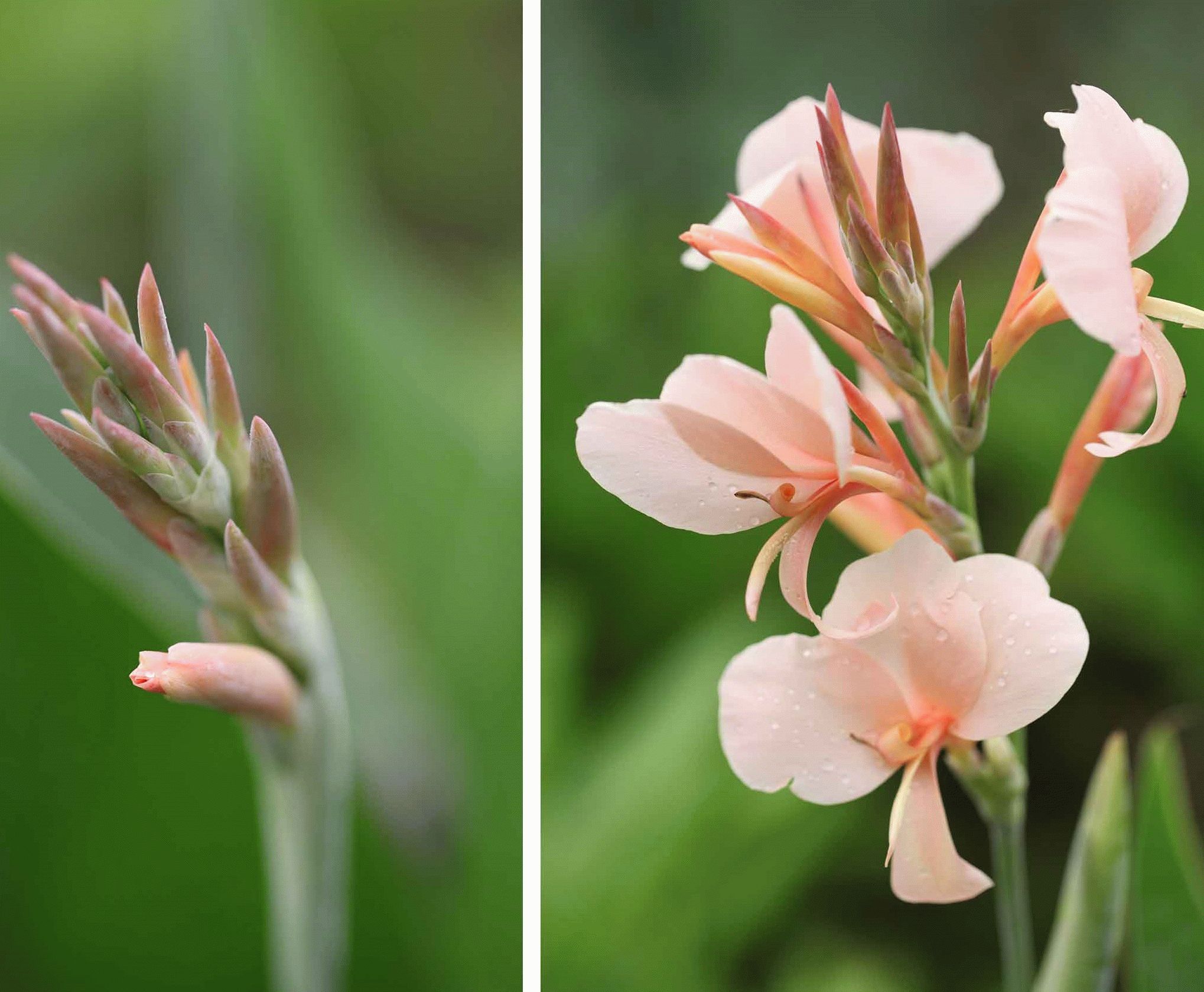 Цветок канна (45 фото): все о видах, размножении, посадке и уходе