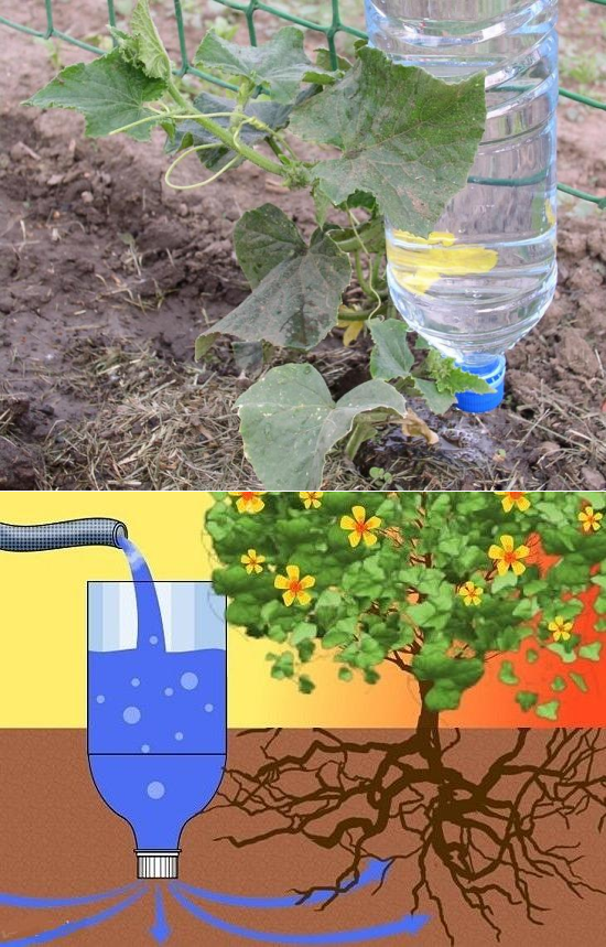 Система "капельный полив" из пластиковых бутылок своими руками: видео как правильно сделать