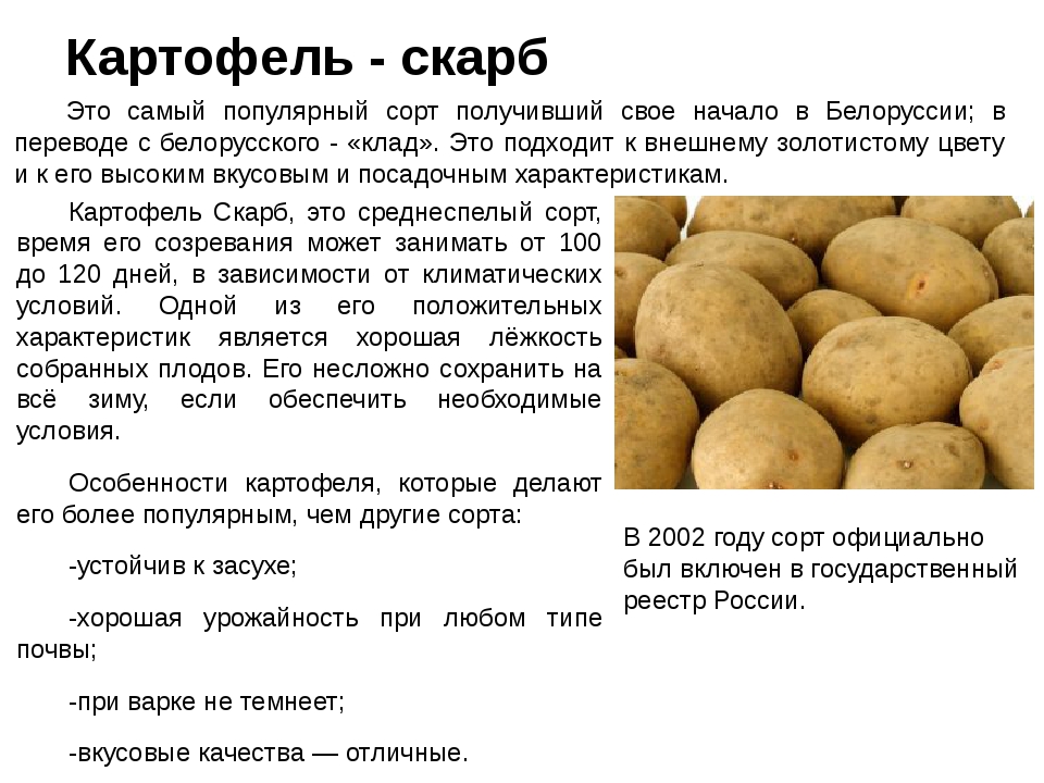 Картофель Скарб — урожайный картофель с непревзойдённой лёжкостью