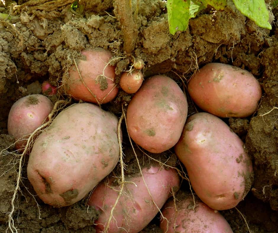 Среднеранний картофель "красавчик" - описание сорта, фото, отзывы