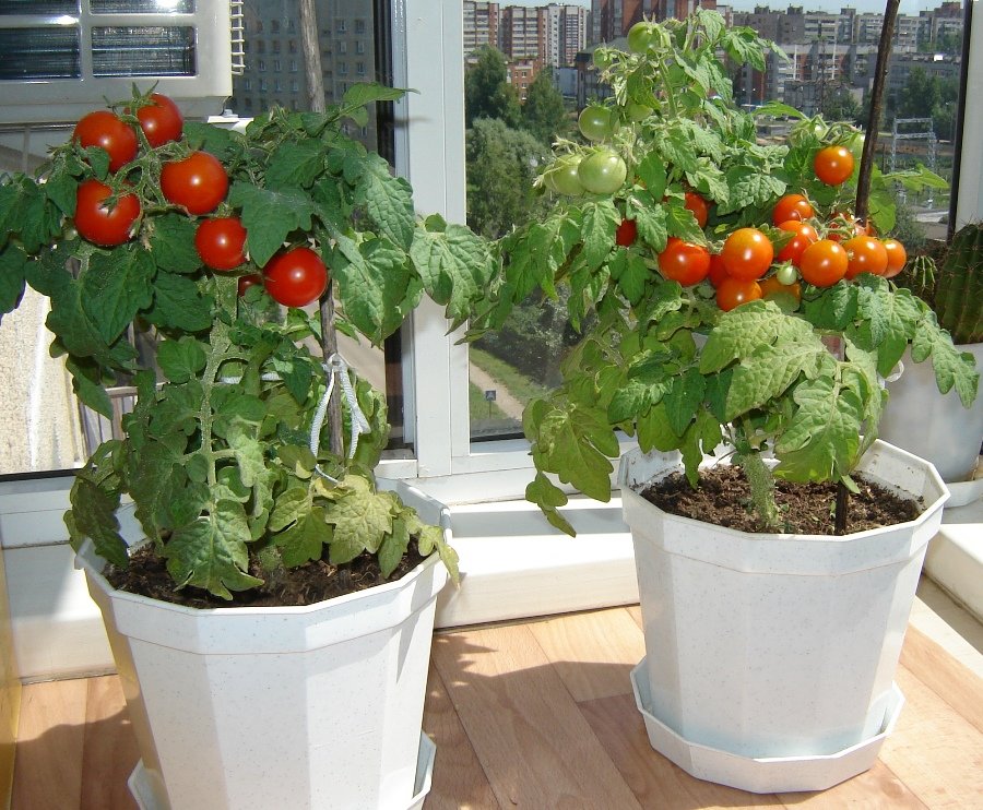 Как вырастить помидоры дома: на балконе или подоконнике