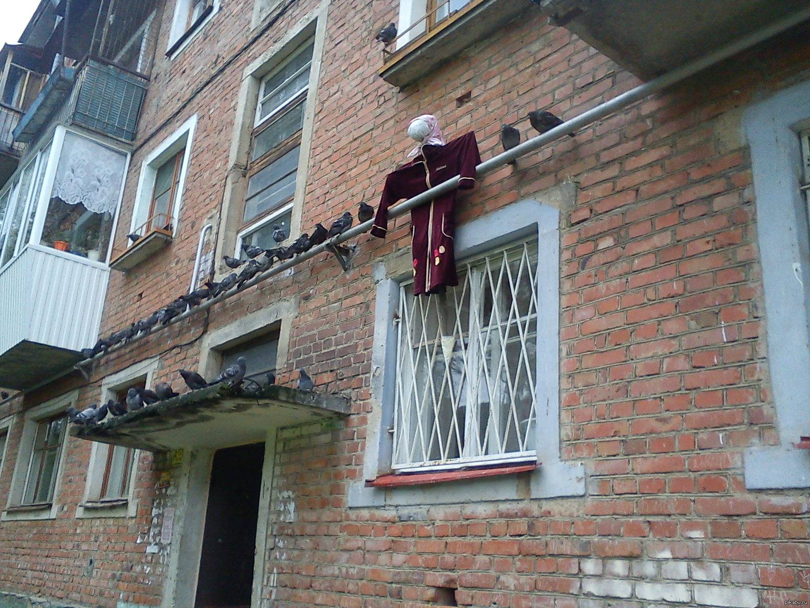 Как прогнать голубей и других птиц с балкона или лоджии избавившись навсегда