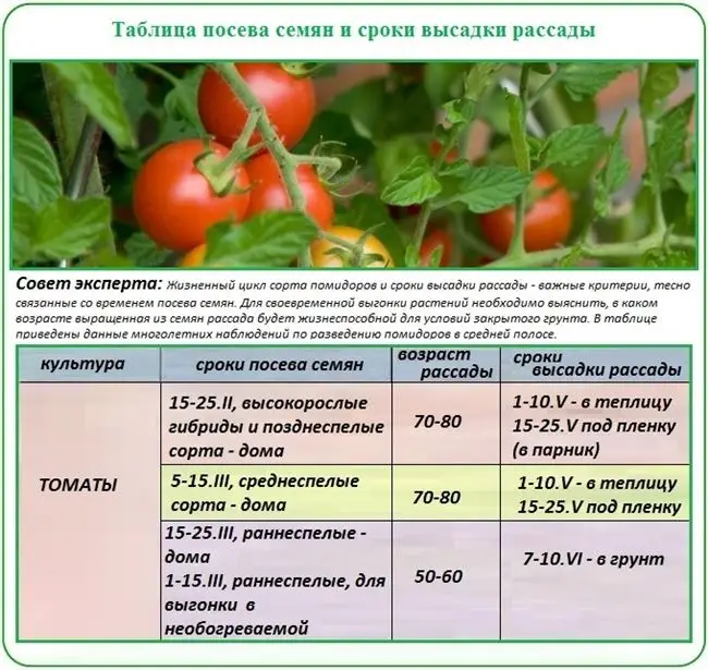 Отличия средних помидор для теплицы