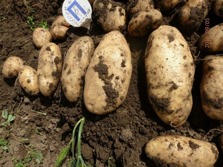 Картофель лапоть – российское чудо народной селекции