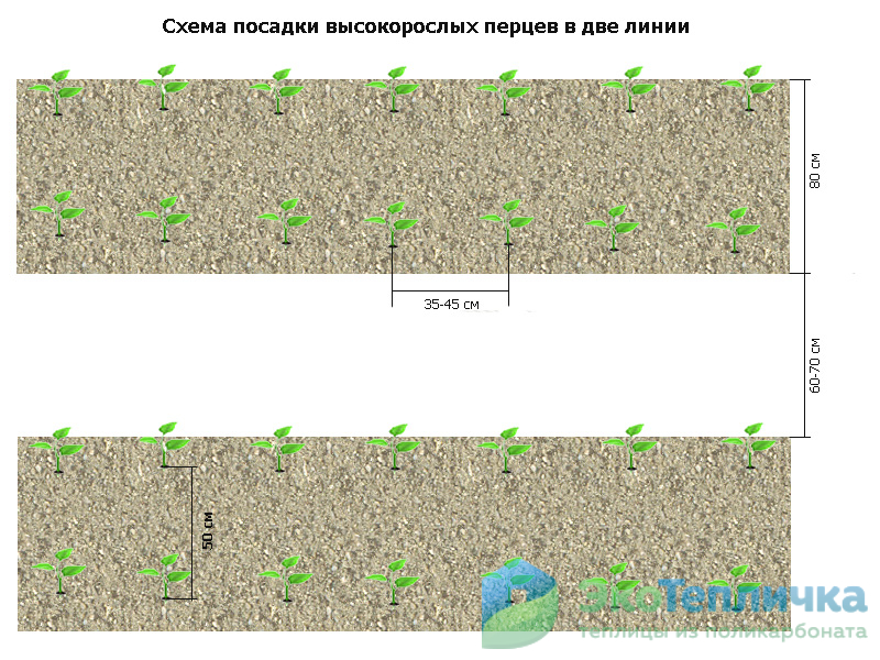 По какой схеме сажать перец