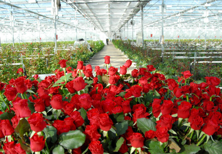 Бизнес-план по выращиванию цветов в теплицах