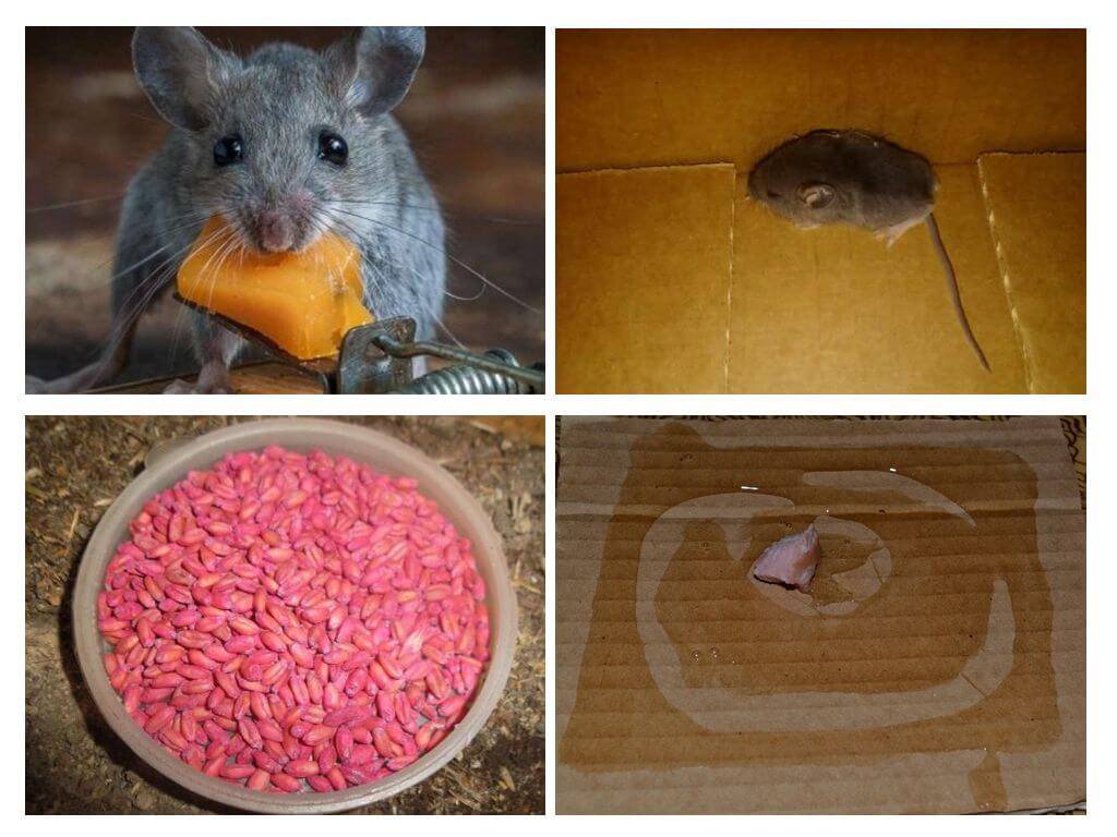 Как эффективно избавиться от мышей в частном доме навсегда?