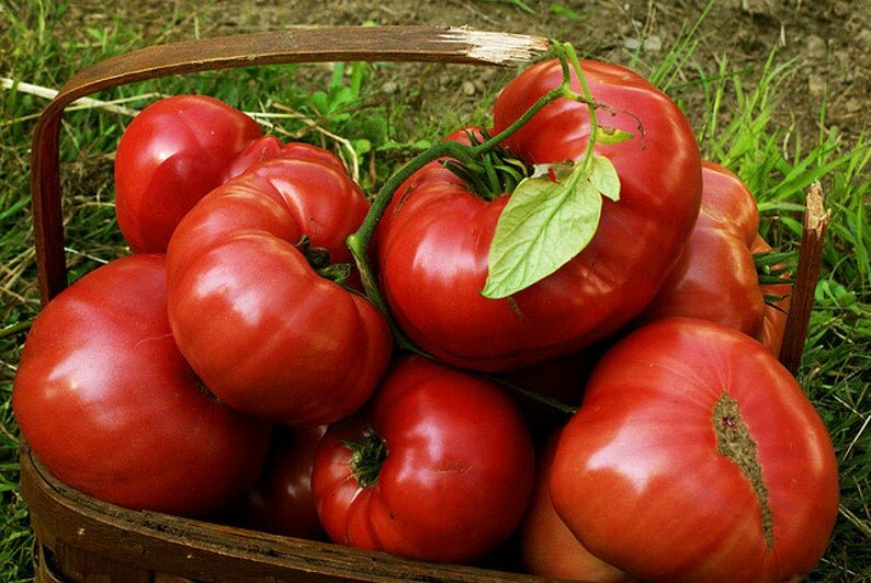 Сладкие сорта помидоров для открытого грунта и теплиц с фото и описанием