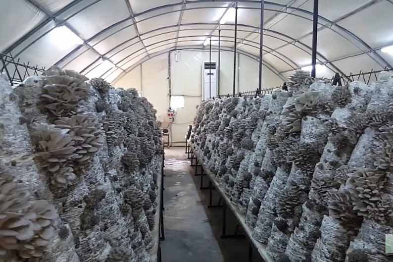 Теплицы для разведения грибов круглый год: выращивание белых, шампиньонов, вешенки, зимний опенок