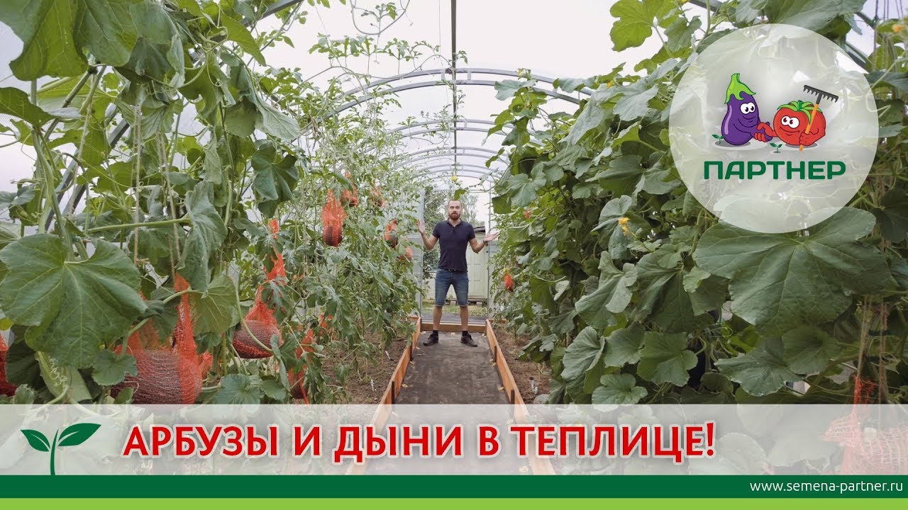 Формирование дыни в теплице. советы, правила, личный опыт