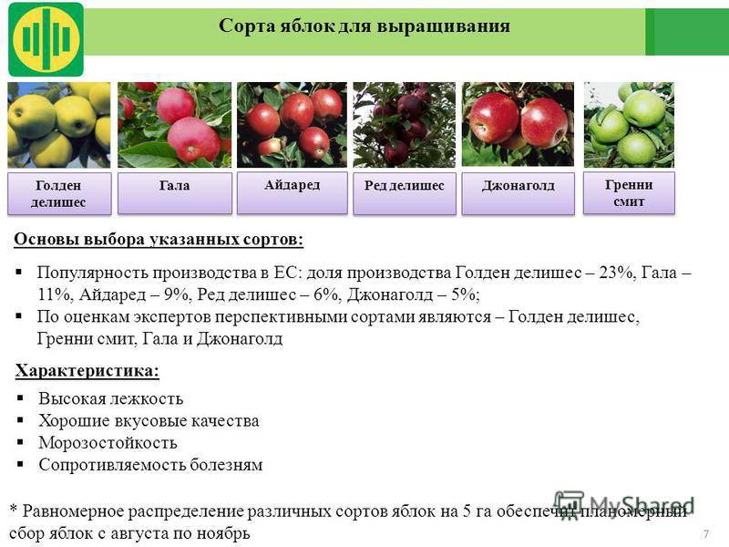 Лучшие сорта яблонь для средней полосы россии
лучшие сорта яблонь для средней полосы россии