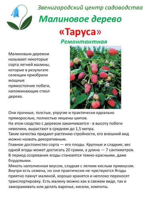 Схема посадки малины таруса