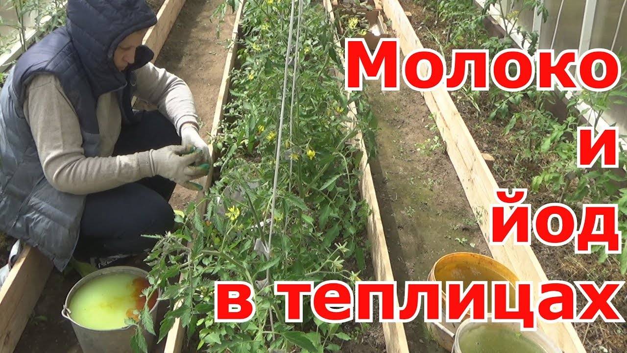 Борная кислота для завязи помидоров: правила применения и пропорции разведения
