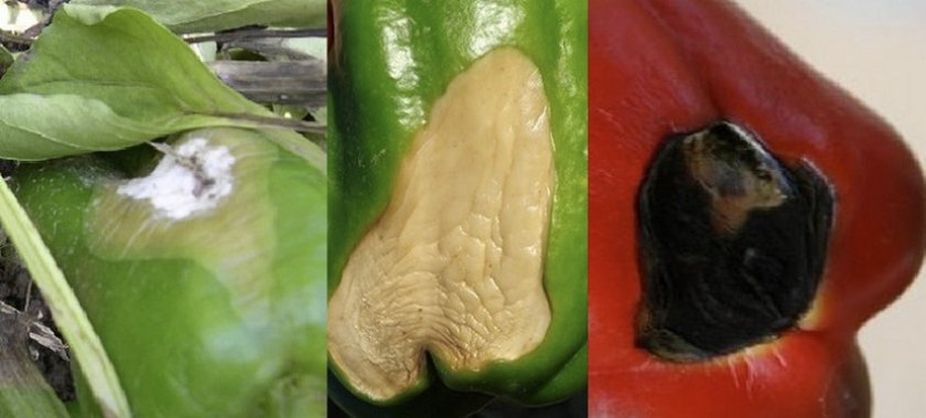 Болезни перцев: описание с фотографиями и способы лечения