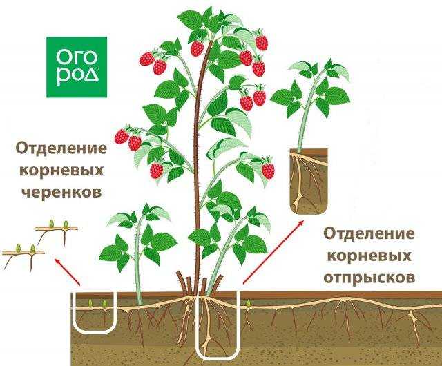 Схема посадки малины таруса