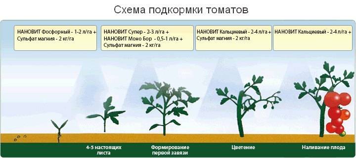 Чем подкормить помидоры в теплице после высадки, чтобы были толстенькие