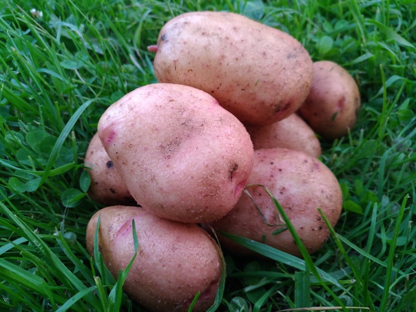 Картофель барин: характеристика и описание сорта, выращивание и уход