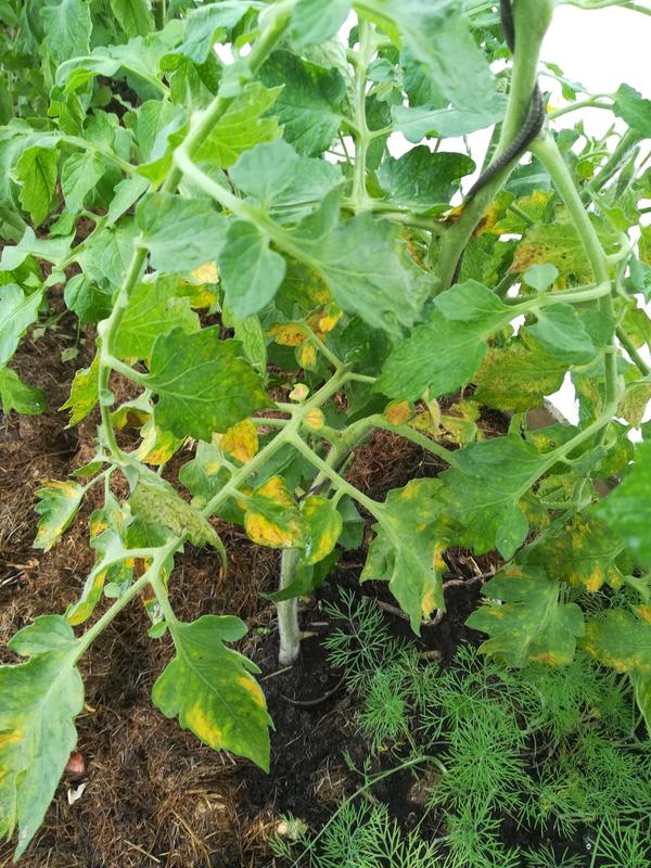 Что делать если желтеют листья помидоров в теплице: 6 советов