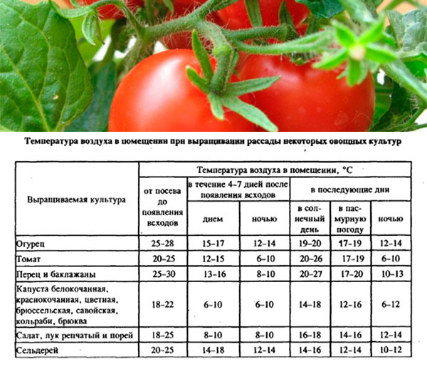 Требования к качеству рассады овощных культур