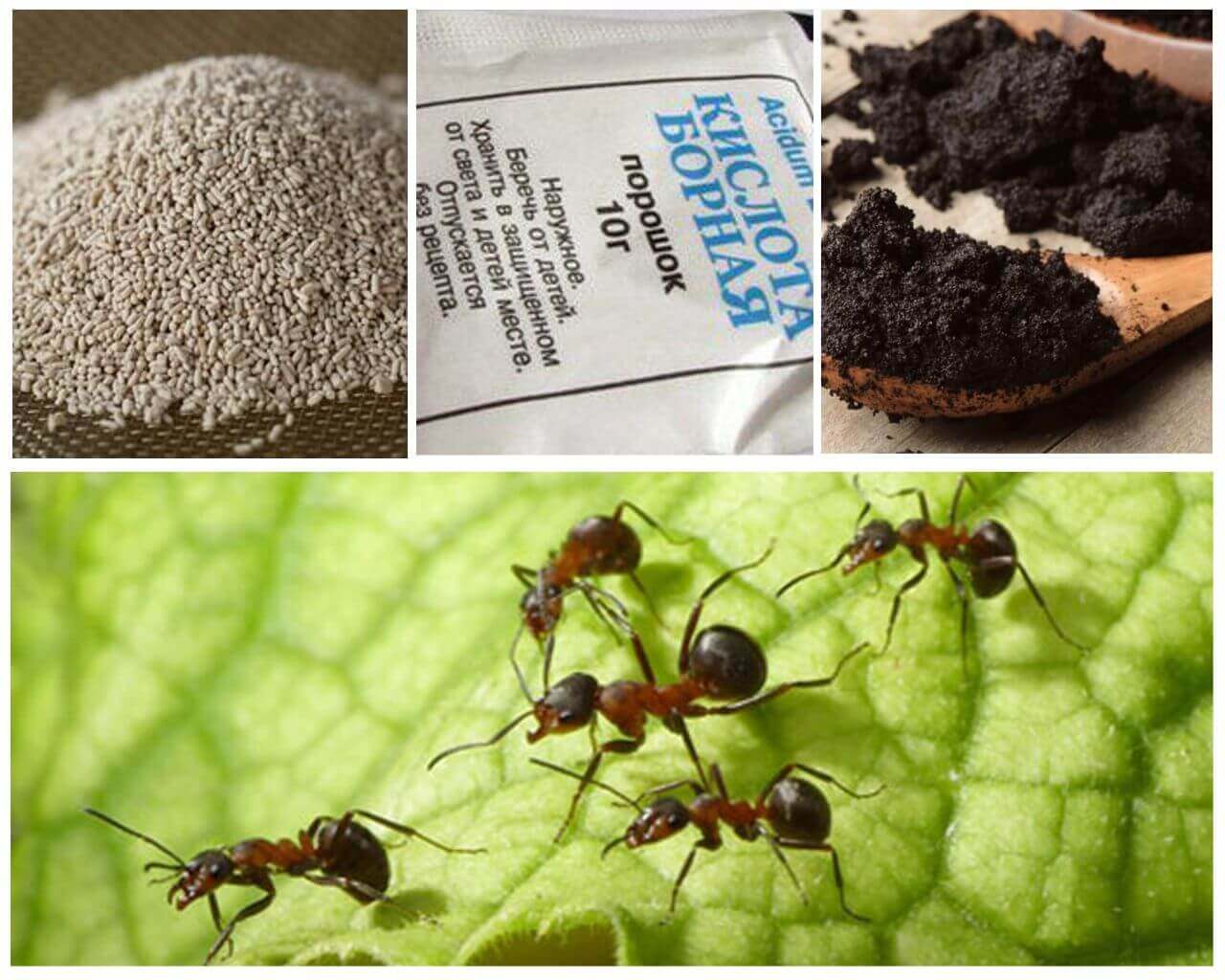 Как избавиться от муравьев в квартире и частном доме — лучшие средства