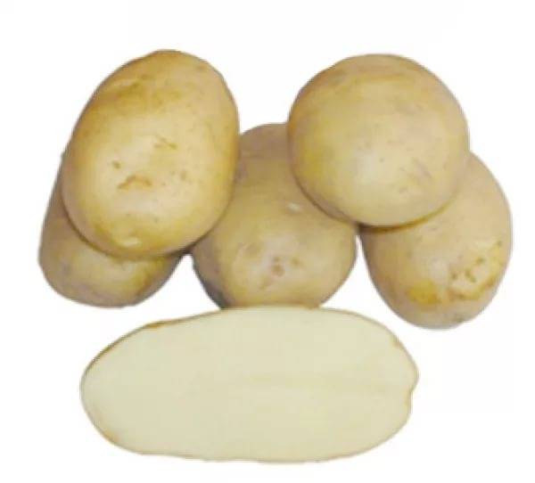 Картофель хозяюшка описание