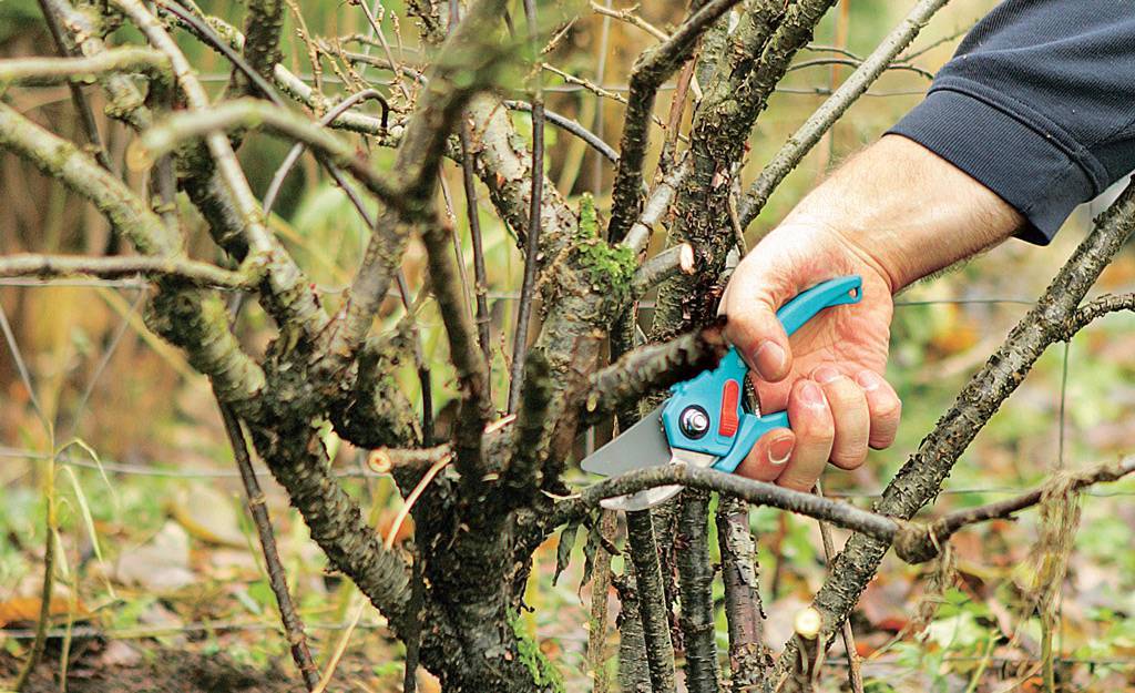 Весенняя обрезка плодовых деревьев: советы опытных садовников и подробное видео обрезки