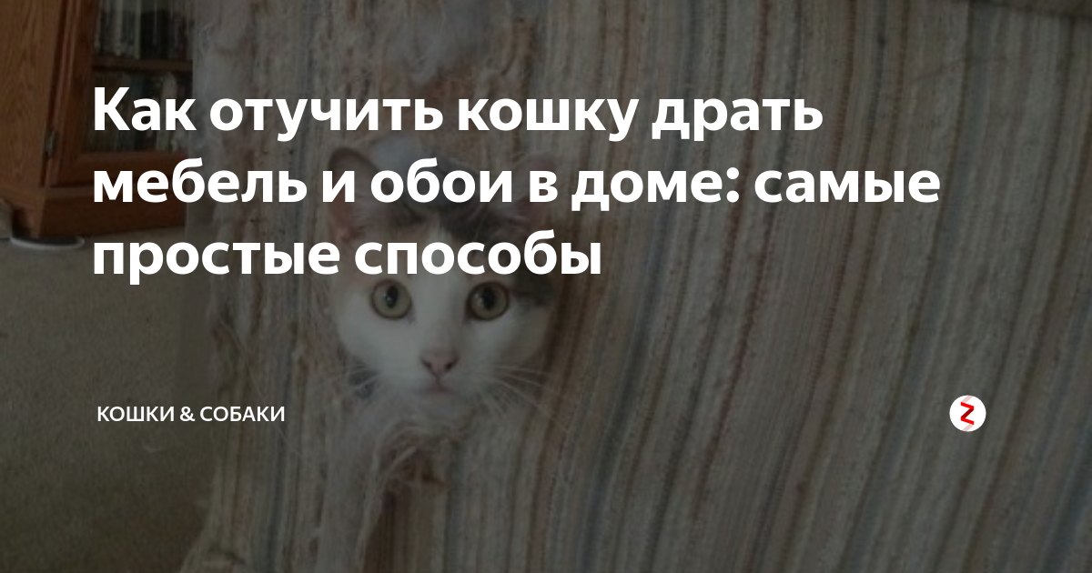 Как отучить кота или кошку драть обои и мебель — работающие способы